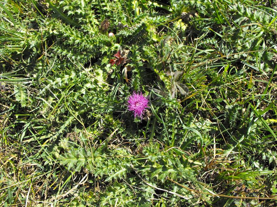 Cirsium acaulon (=acaule)  / Cardo nano