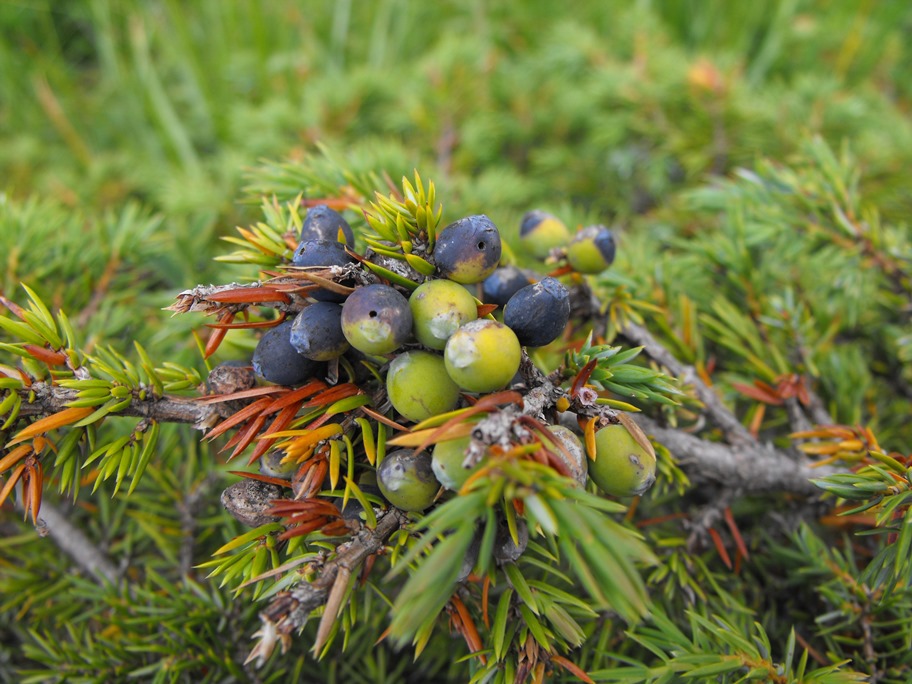 Juniperus da determinare