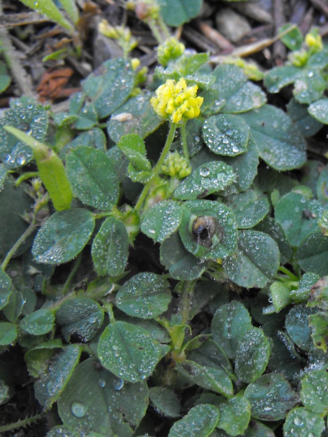 Trifolium campestre? no, Medicago lupulina