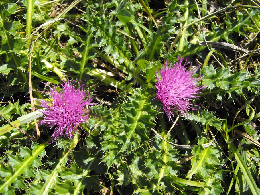 Cirsium acaulon (=acaule)  / Cardo nano