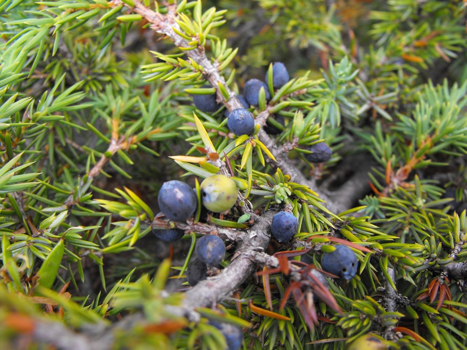 Juniperus da determinare