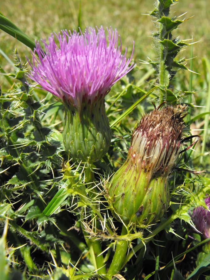 Cirsium acaulon (=acaule)  / Cardo nano