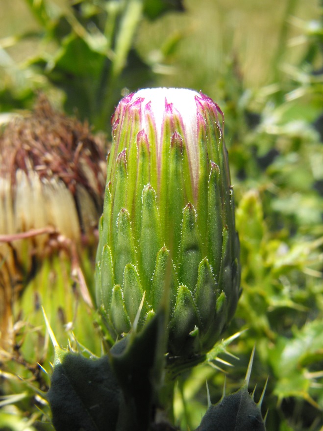 Cirsium acaulon (=acaule)  / Cardo nano