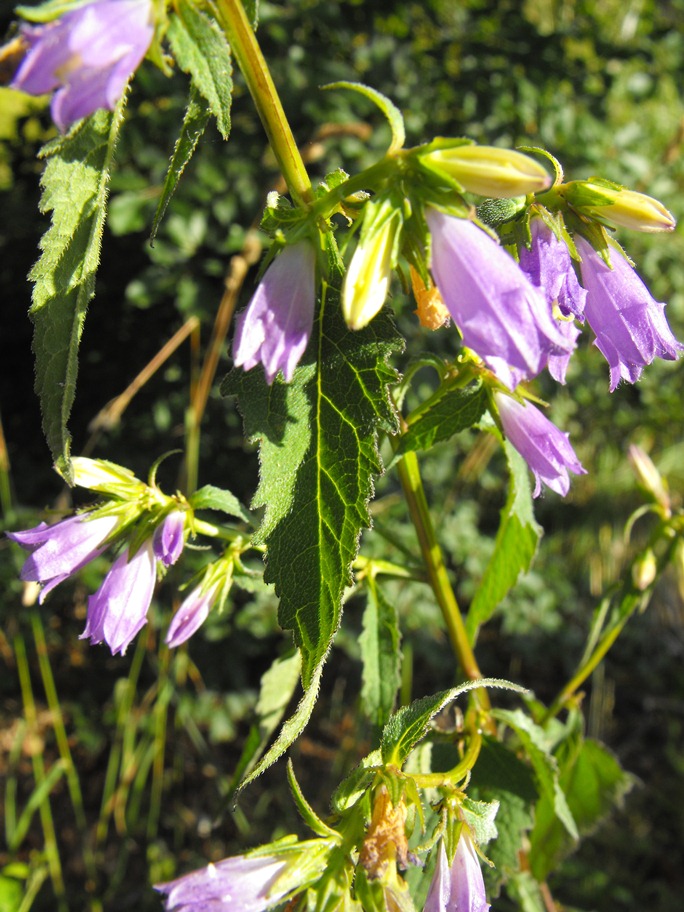 Campanula trachelium