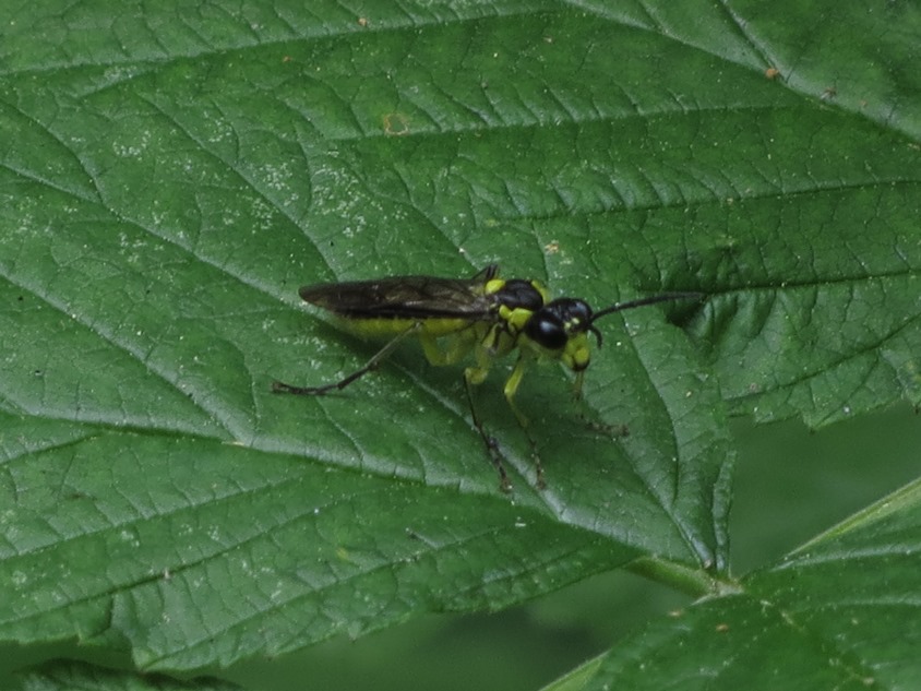 Tenthredinidae da determinare