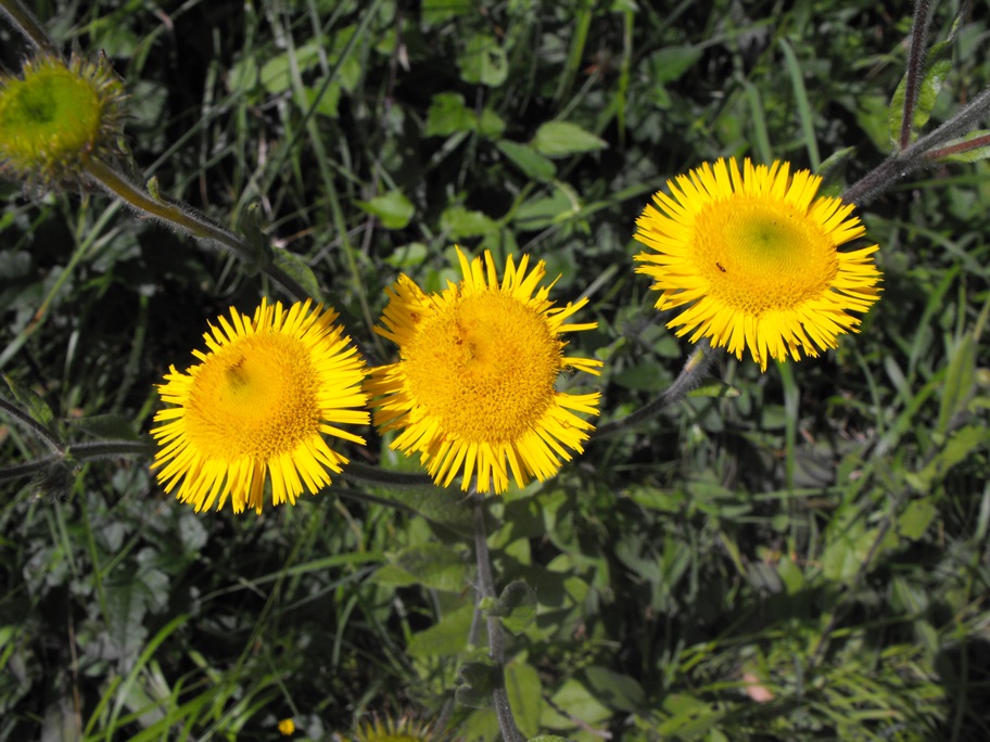 Pulicaria odora / Incensaria odorosa