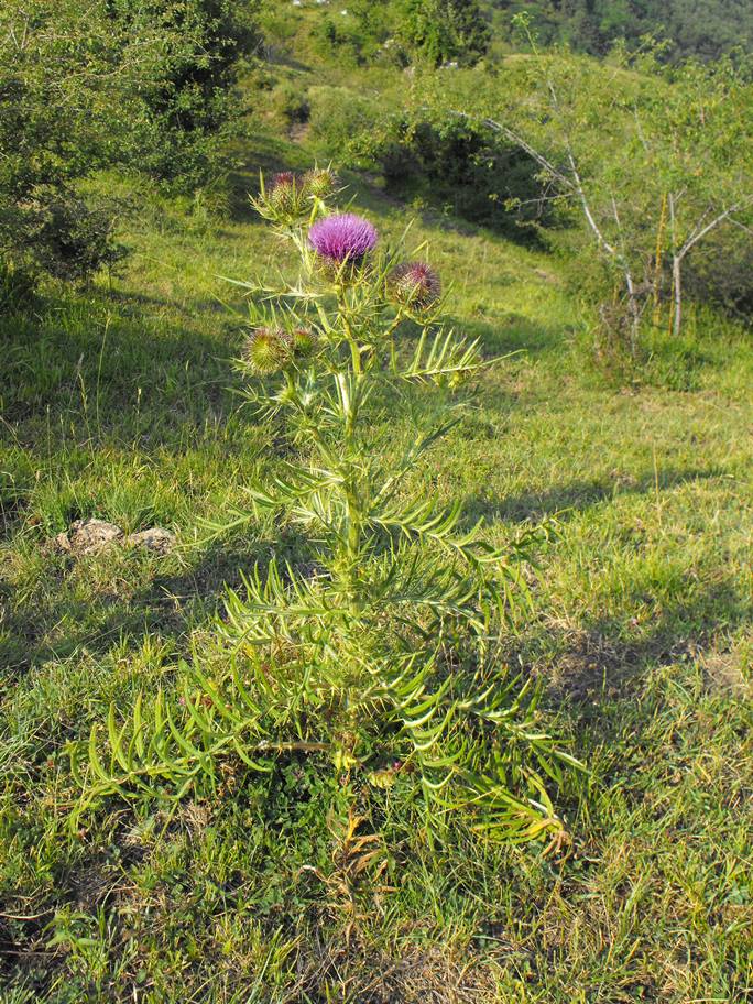 Asteracea - cfr. Cirsium morisianum