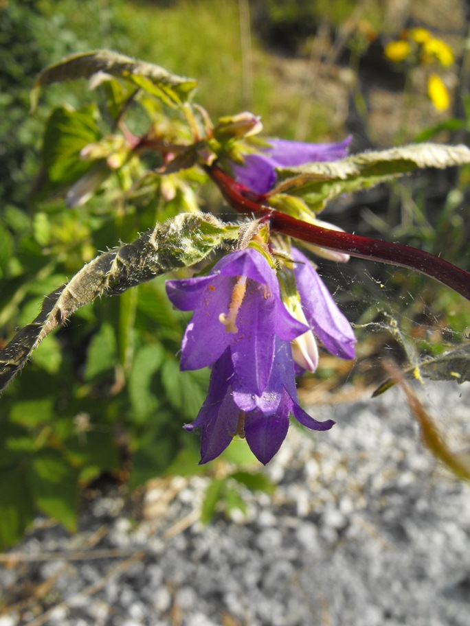 Campanula trachelium