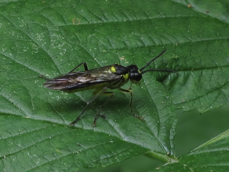 Tenthredinidae da determinare