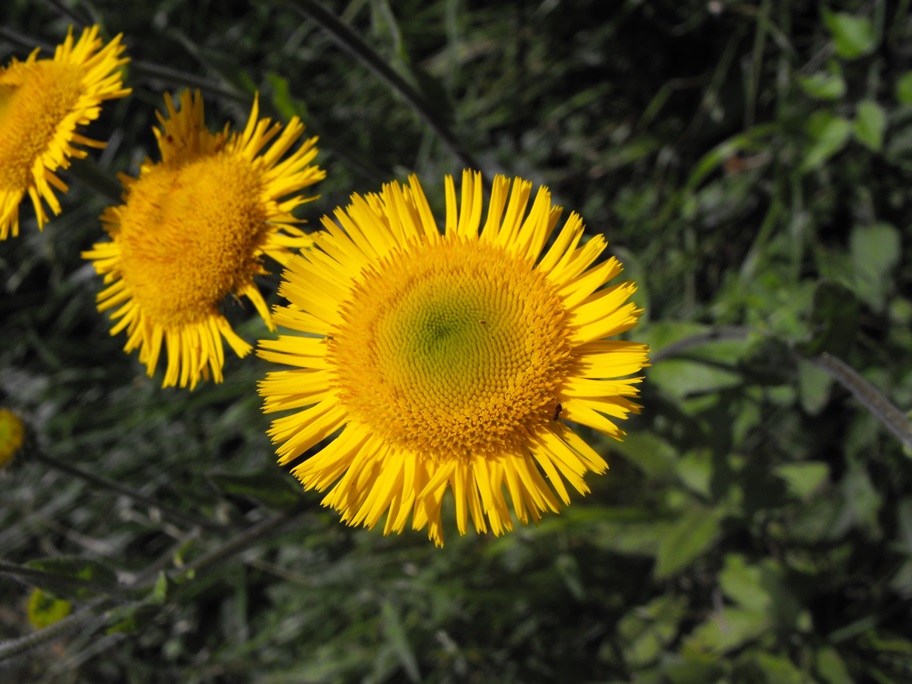 Pulicaria odora / Incensaria odorosa