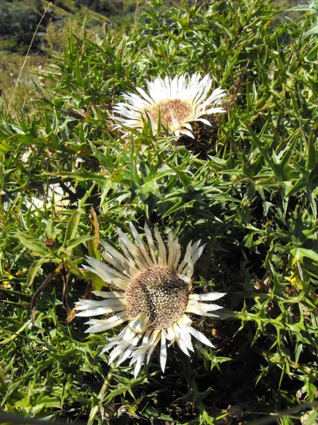 Carlina acaulis