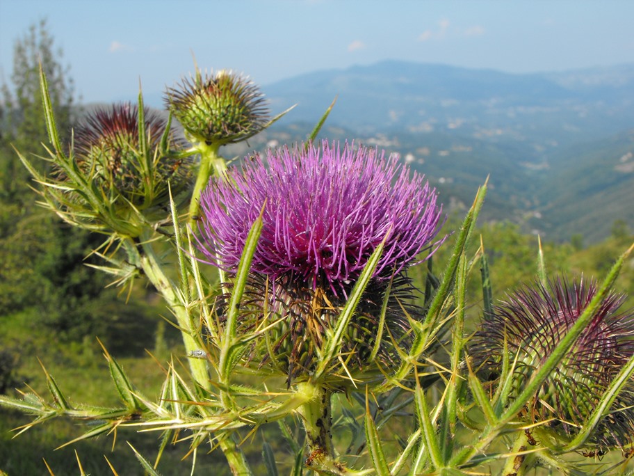 Asteracea - cfr. Cirsium morisianum