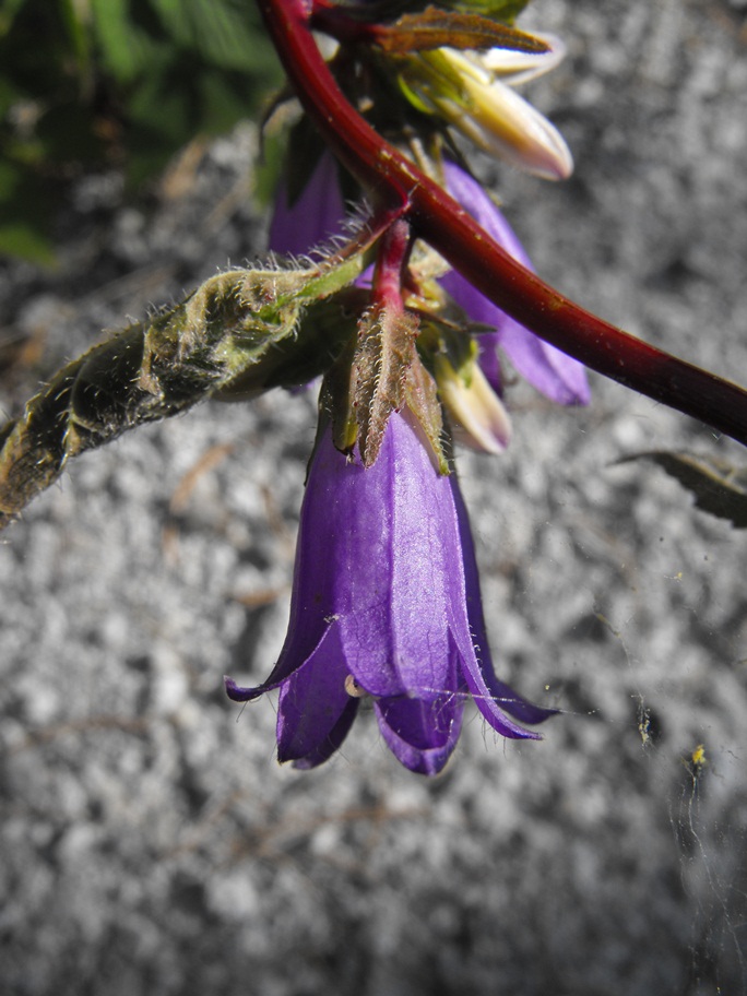 Campanula trachelium