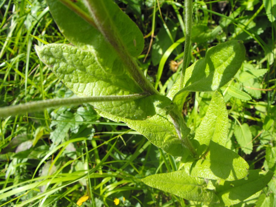 Pulicaria odora / Incensaria odorosa