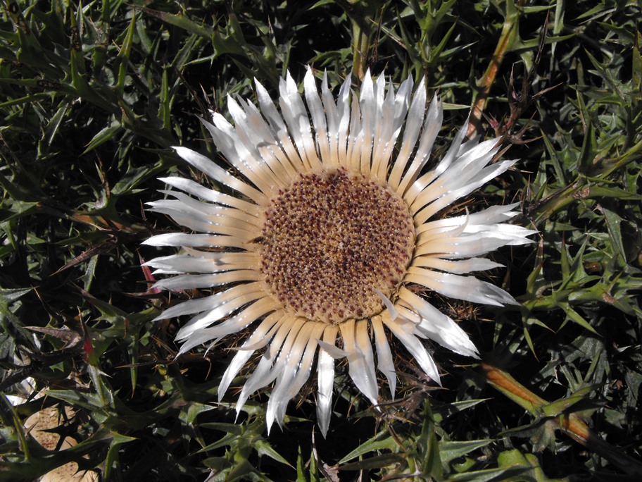 Carlina acaulis