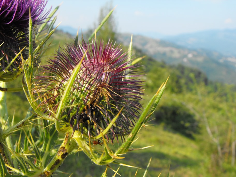 Asteracea - cfr. Cirsium morisianum