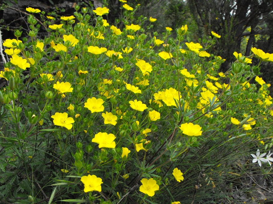 Potentilla pedata / Cinquefoglia pedata