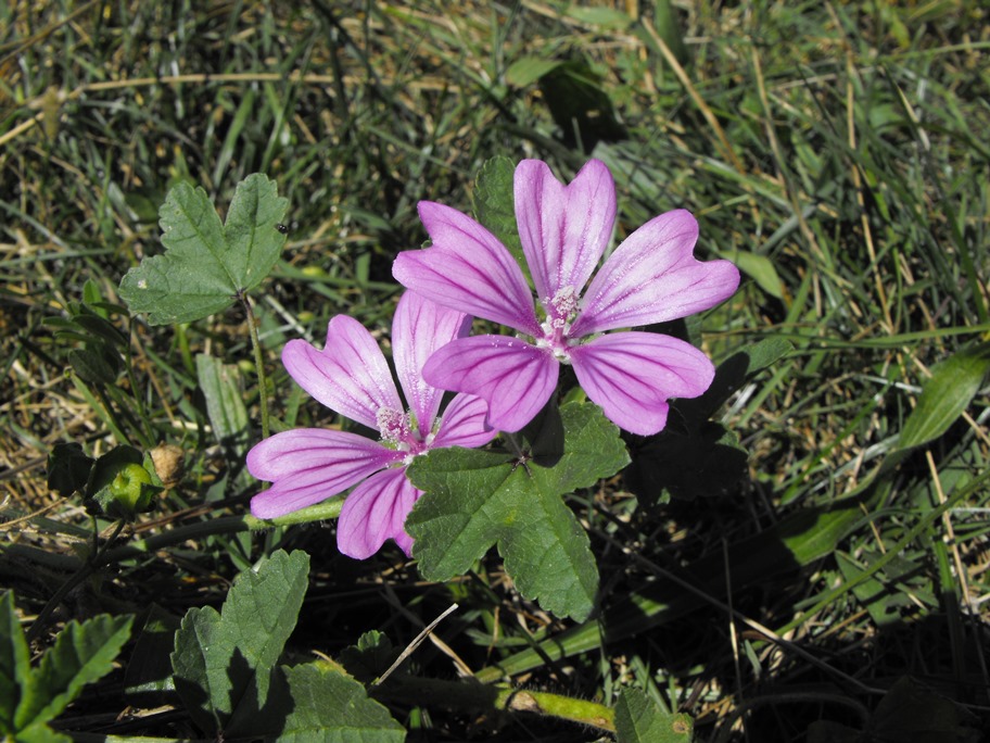 Malva sylvestris / Malva selvatica