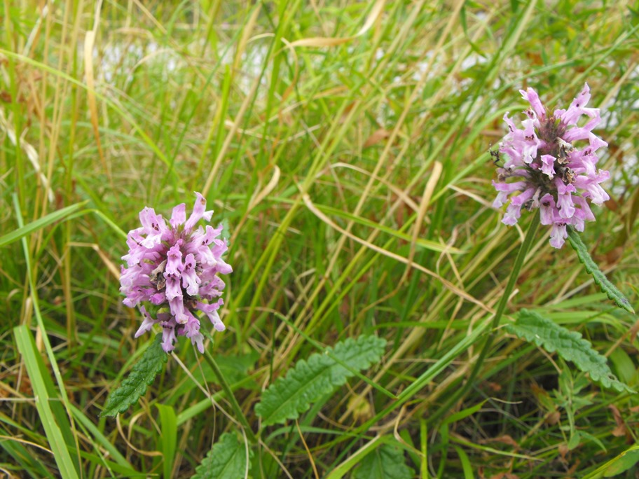 Betonica officinalis (=Stachys officinalis) / Betonica comune