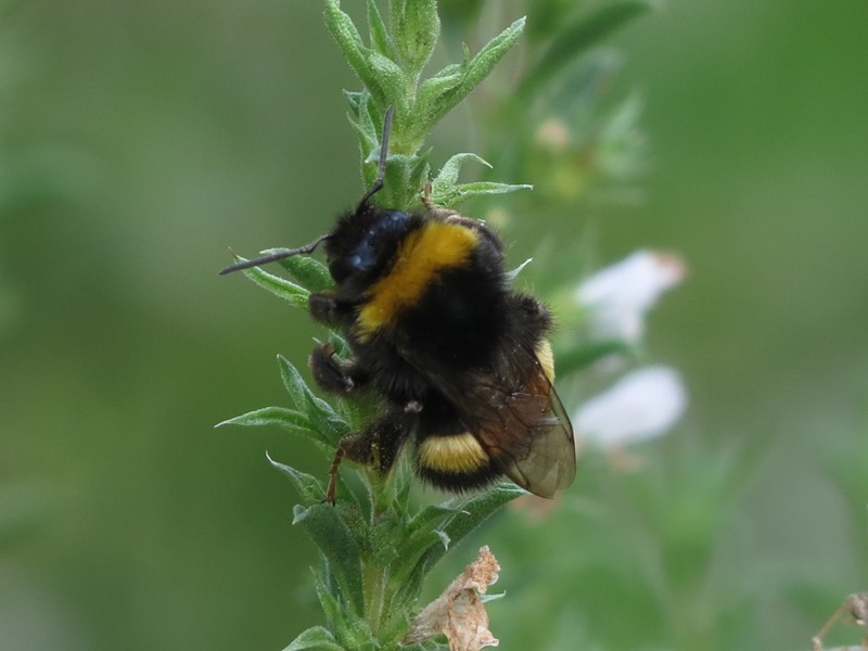 Bombus da determinare