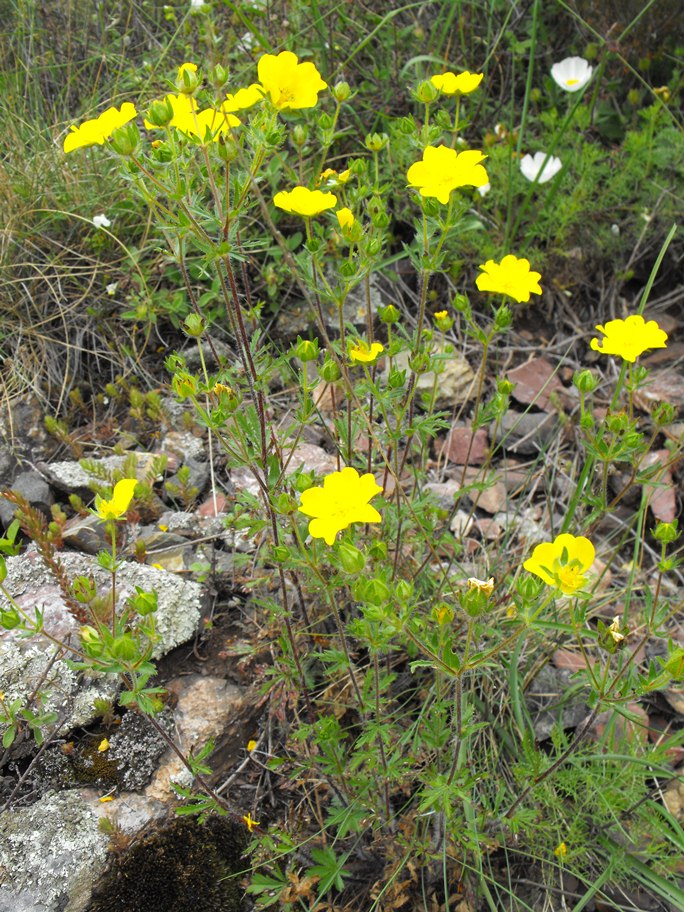 Potentilla pedata / Cinquefoglia pedata