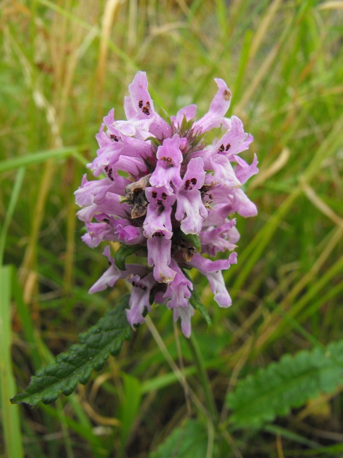 Betonica officinalis (=Stachys officinalis) / Betonica comune