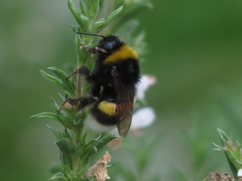 Bombus da determinare