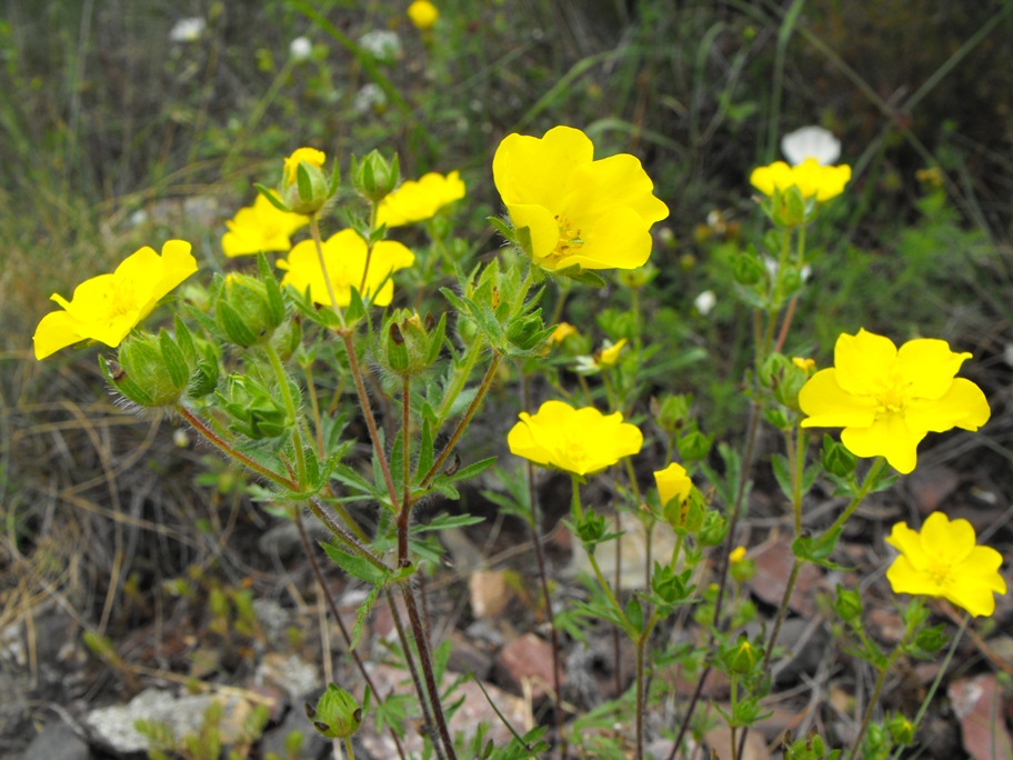 Potentilla pedata / Cinquefoglia pedata