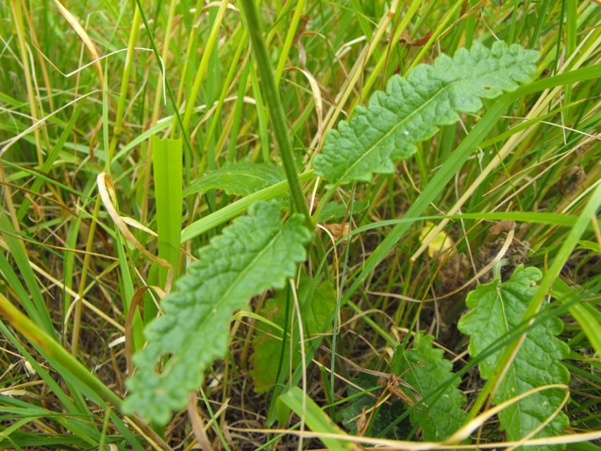 Betonica officinalis (=Stachys officinalis) / Betonica comune