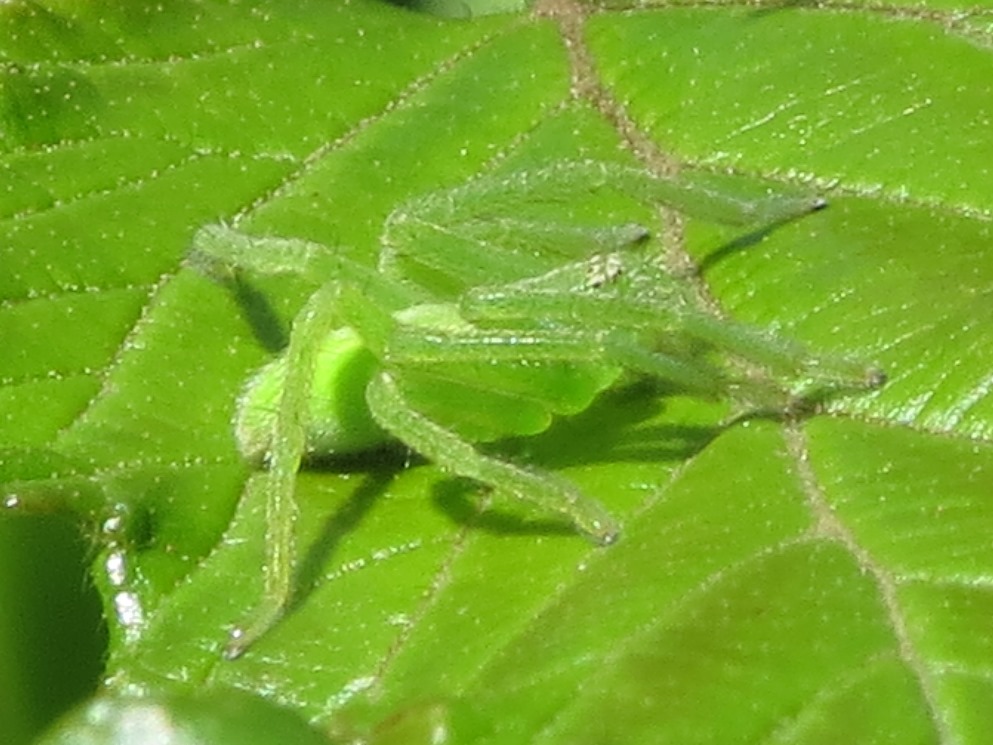 Micrommata virescens - Sestri Levante (GE)