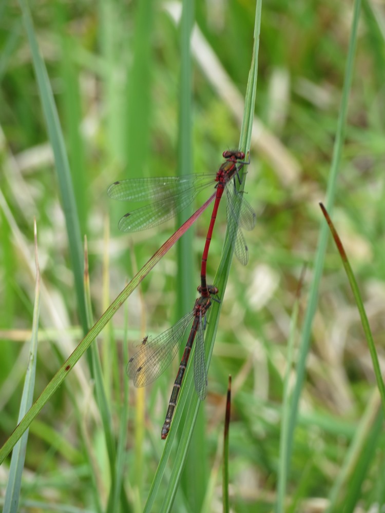 Da determinare - Pyrrhosoma nymphula