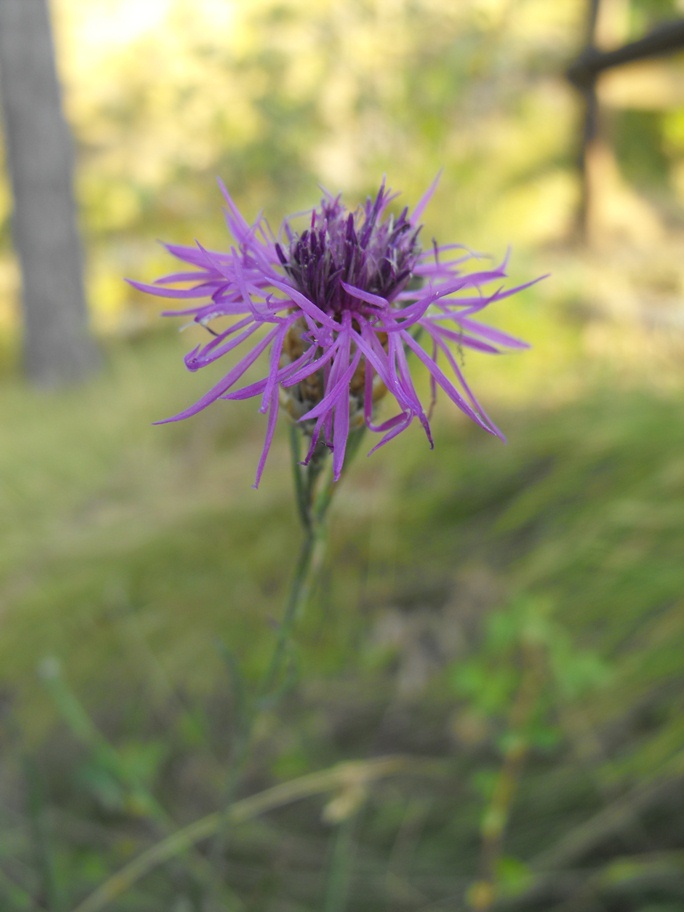 (Passo del Bocco, GE) : Centaurea jacea subsp. gaudinii