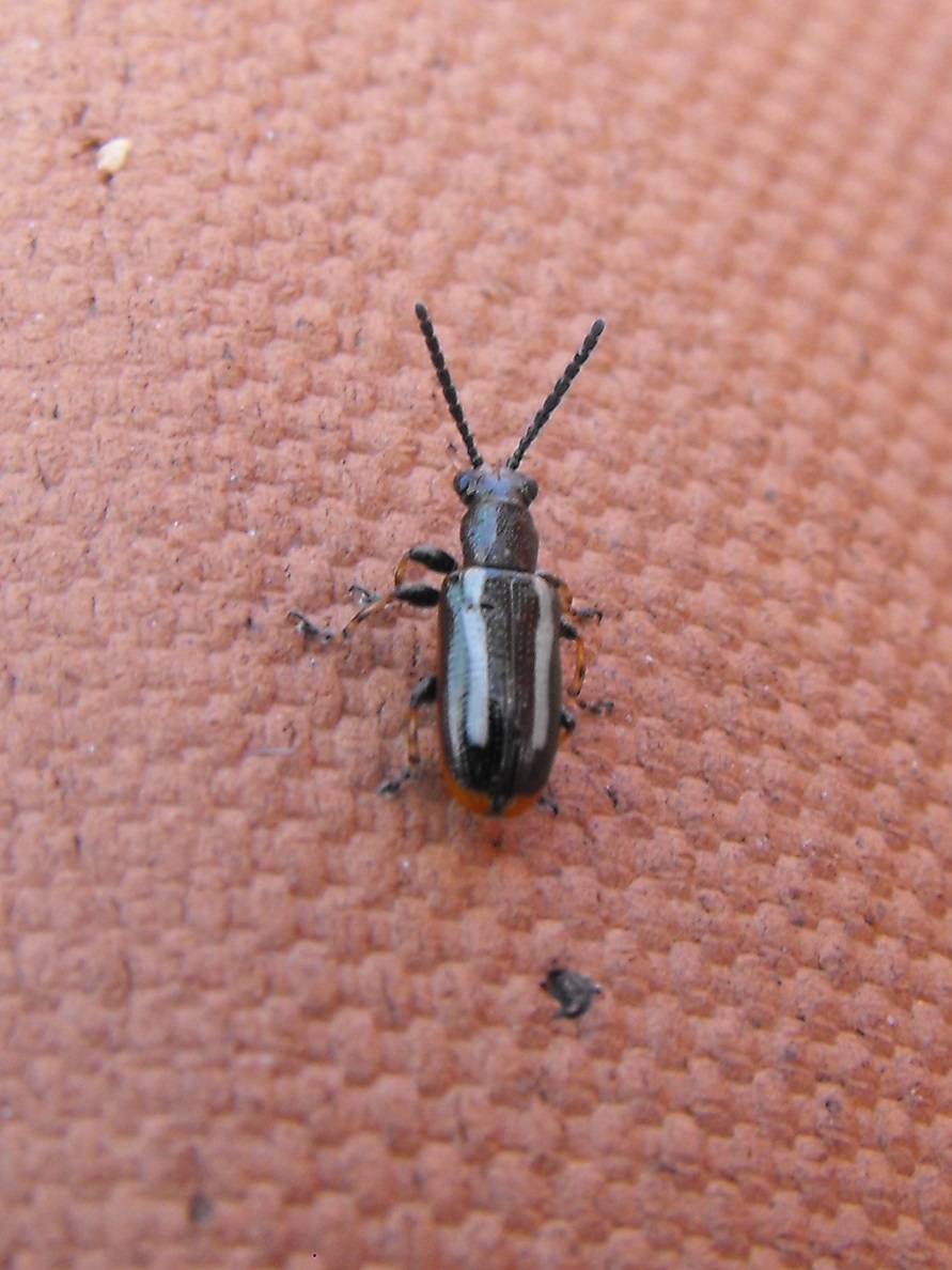 Crioceris macilenta