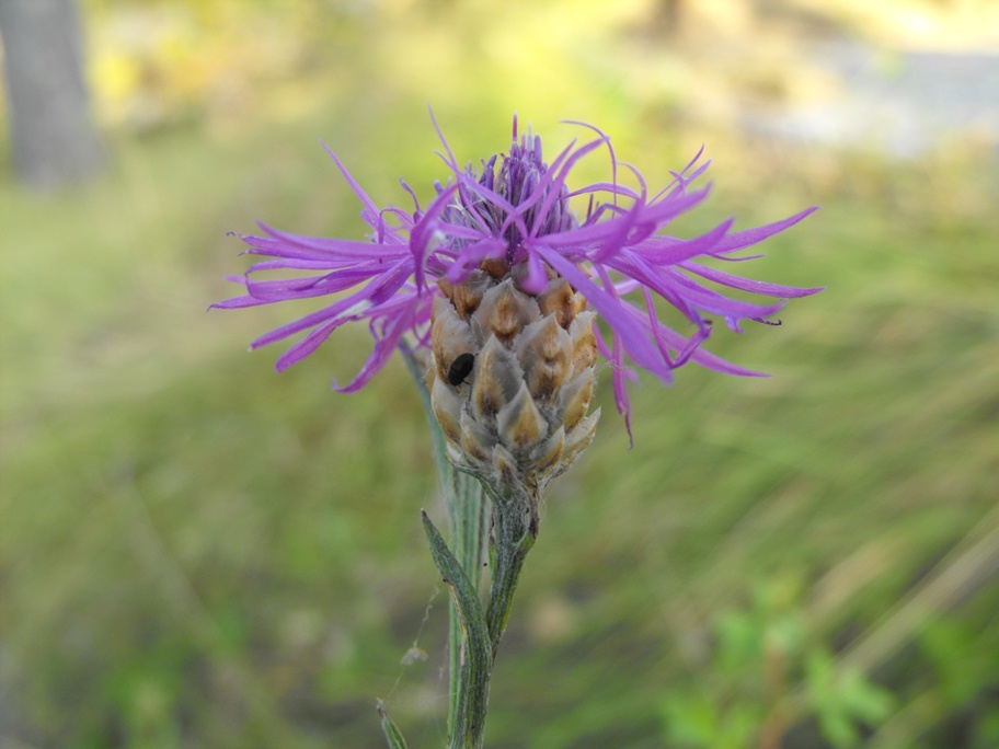 (Passo del Bocco, GE) : Centaurea jacea subsp. gaudinii