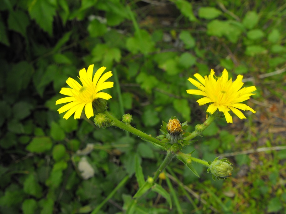 Picris hieracioides