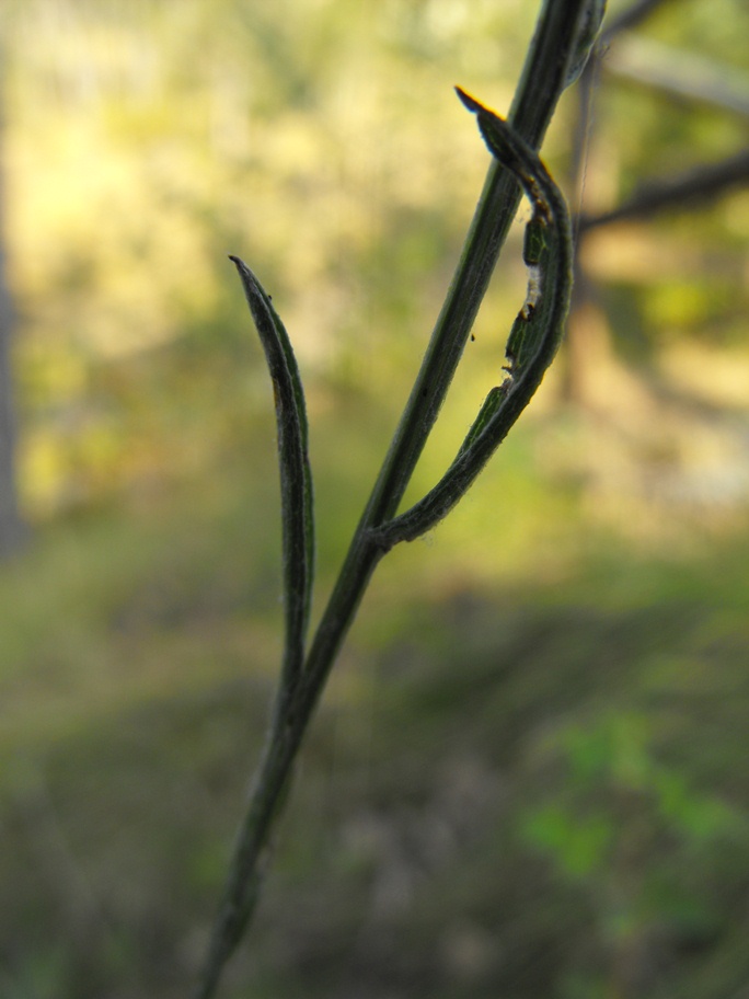 (Passo del Bocco, GE) : Centaurea jacea subsp. gaudinii