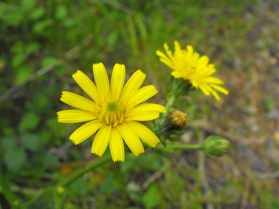 Picris hieracioides