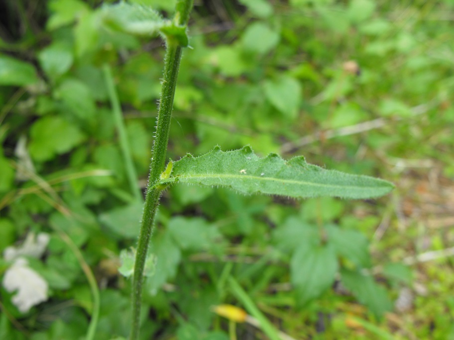 Picris hieracioides