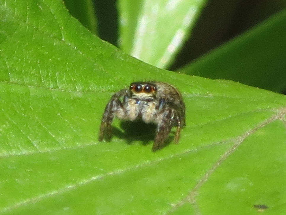 Carrhotus xanthogramma - Sestri Levante (GE)