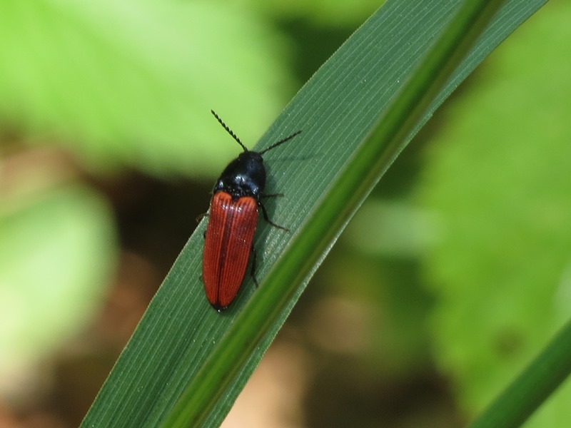 Da determinare: Ampedus sp.