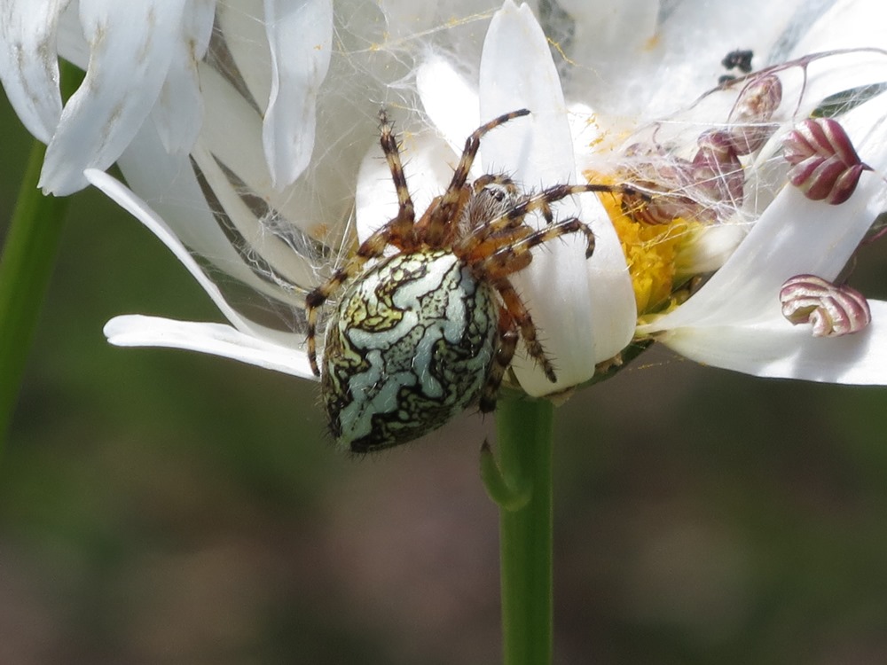 Aculepeira ceropegia - Foresta delle Lame (GE)