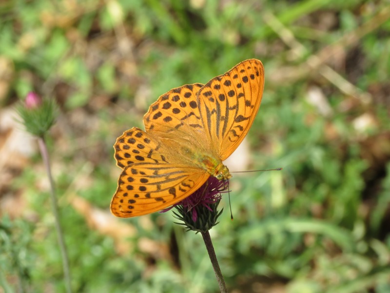 Argynnis paphia