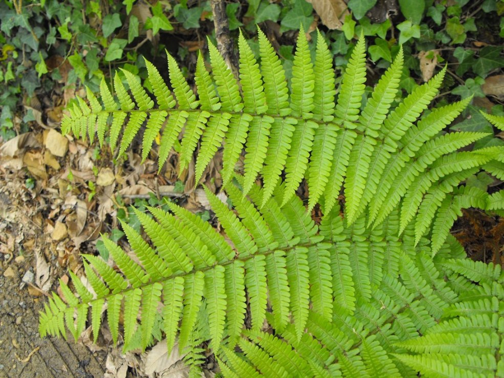 Drypteris affinis subsp. cambrensis?