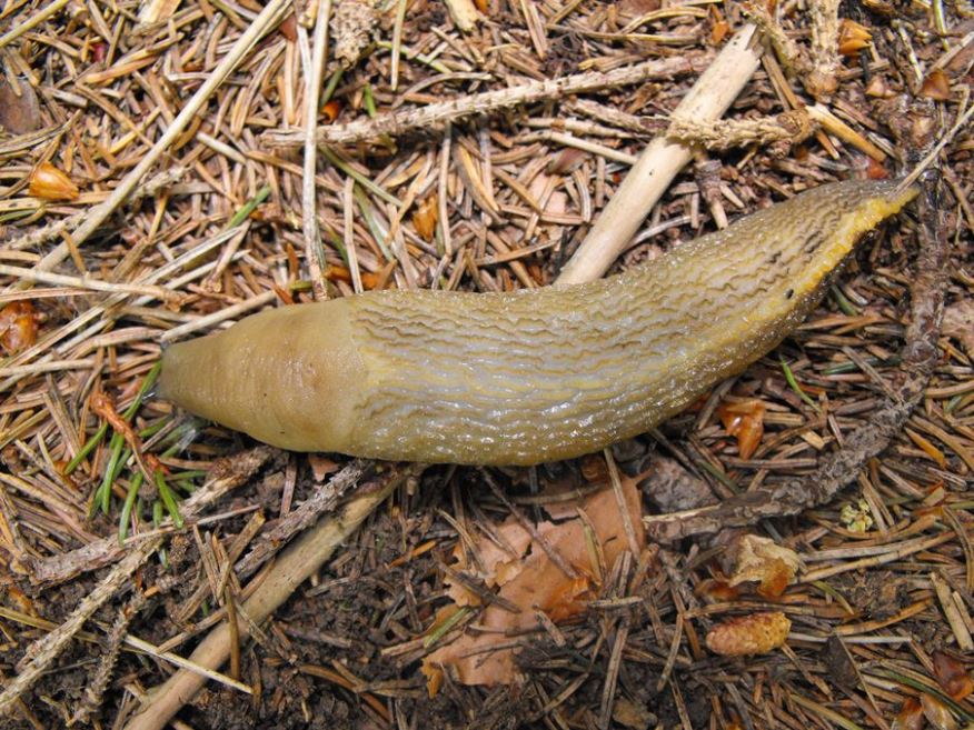 Limax dell'' dacampi-gruppo nella foresta delle Lame (GE)