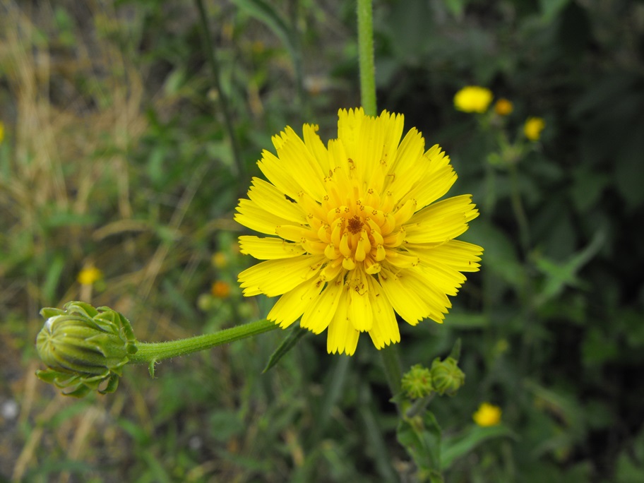 Picris hieracioides / Aspraggine comune