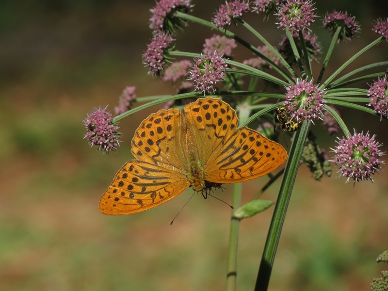 Argynnis paphia