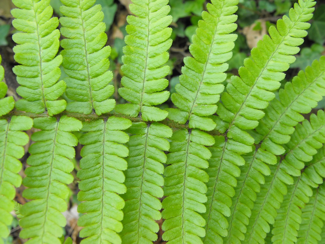 Drypteris affinis subsp. cambrensis?