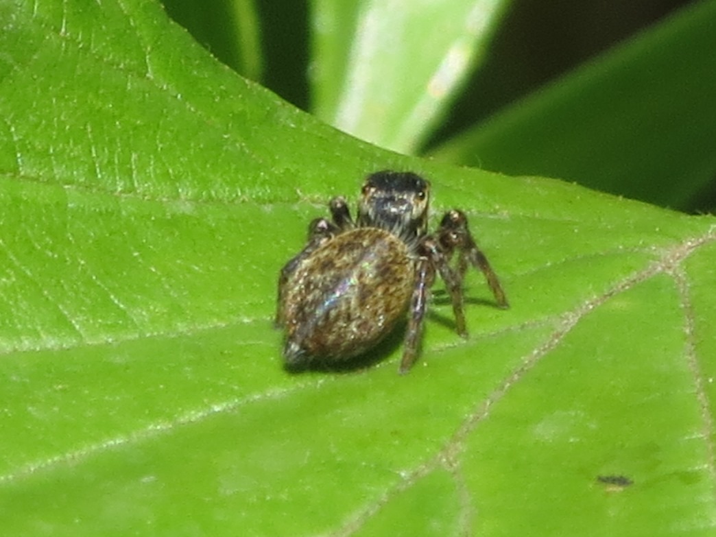 Carrhotus xanthogramma - Sestri Levante (GE)