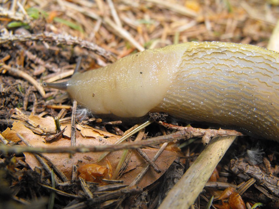 Limax dell'' dacampi-gruppo nella foresta delle Lame (GE)