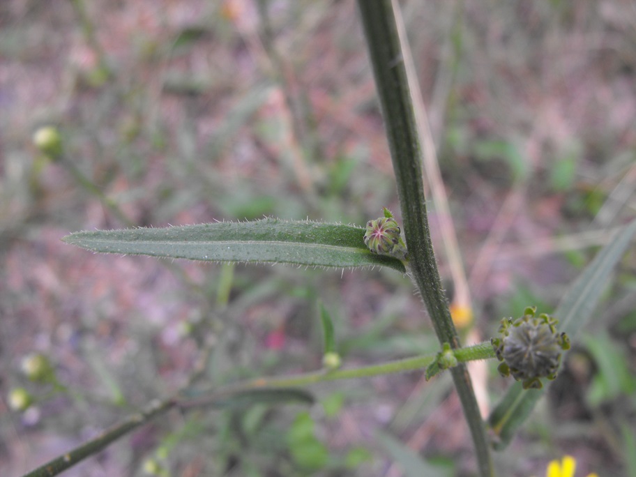 Picris hieracioides / Aspraggine comune